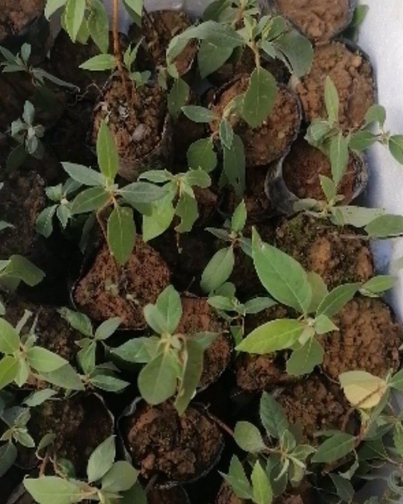 （木姜子苗）现挖现卖品种纯正裸根袋苗都有