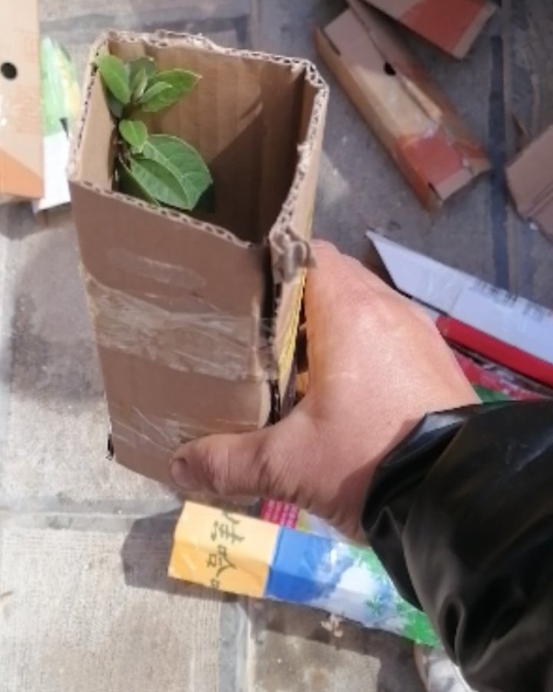 （木姜子苗）现挖现卖品种纯正裸根袋苗都有