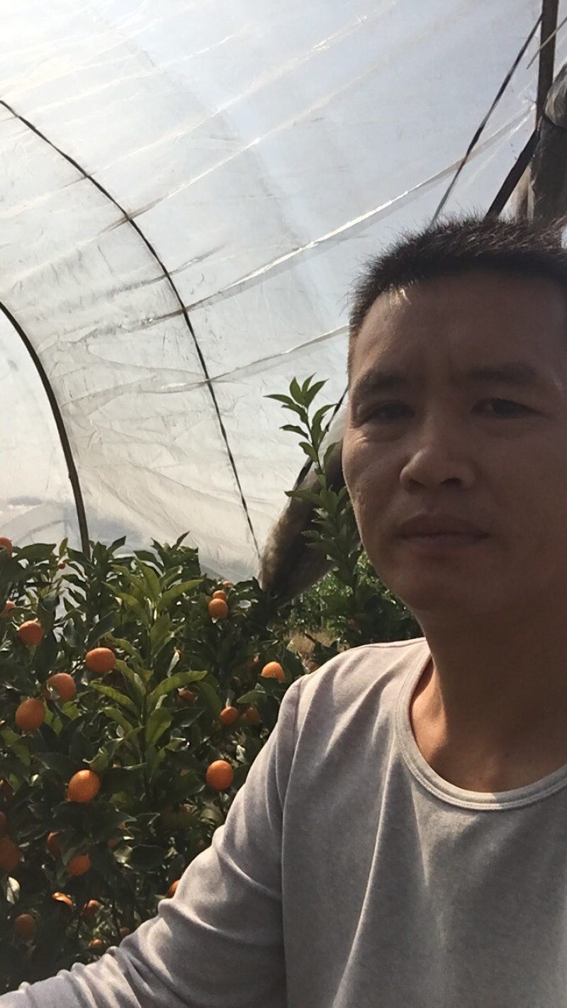 【基地直供包邮】脆皮金桔苗、滑皮金桔苗、金桔苗