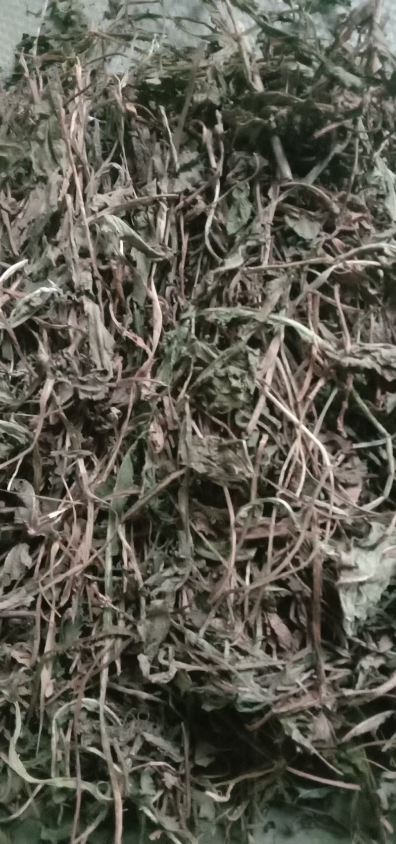 家种蒲公英散包货机包货出售，色绿货，欢迎订购