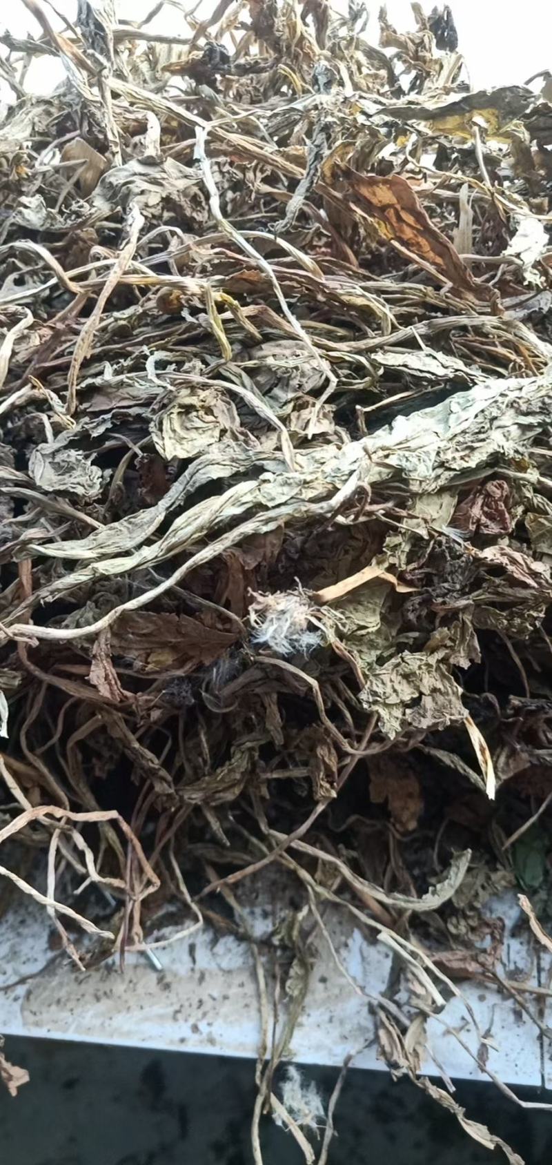 家种蒲公英散包货机包货出售，色绿货，欢迎订购