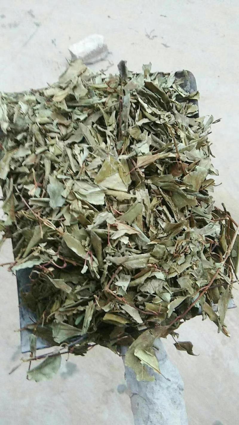 连翘叶大货出售，颜色好，精选货，机包货散包货齐全