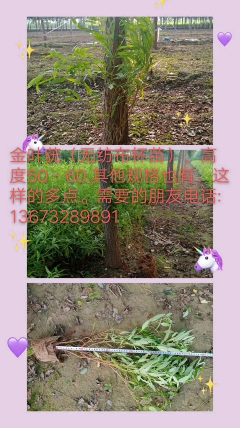 无纺布杯苗金叶莸，大田金叶莸，规格齐全。
