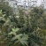 木绣球，从业十多年资源强大价格公开透明。。。