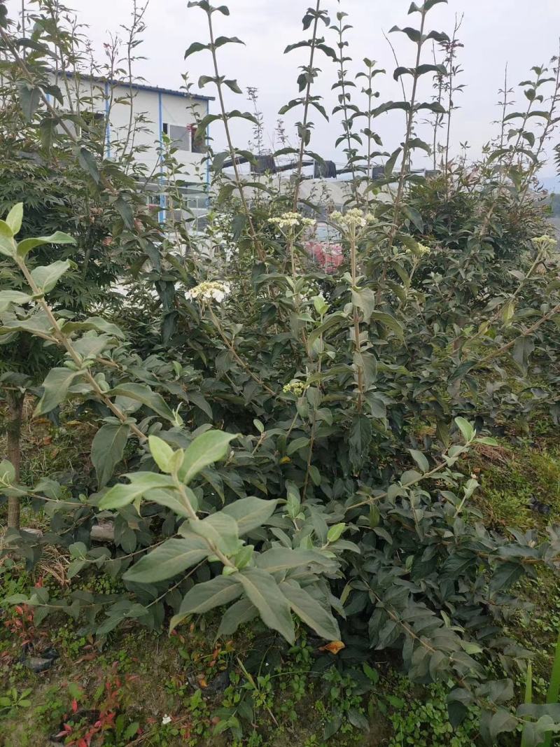 木绣球，从业十多年资源强大价格公开透明。。。