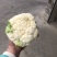 203实花菜花，打包装，1斤起步3斤
