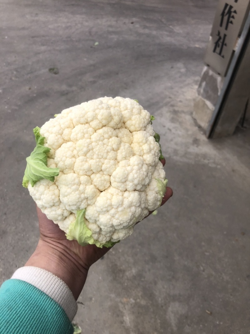 203实花菜花，打包装，1斤起步3斤