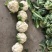 203实花菜花，打包装，1斤起步3斤