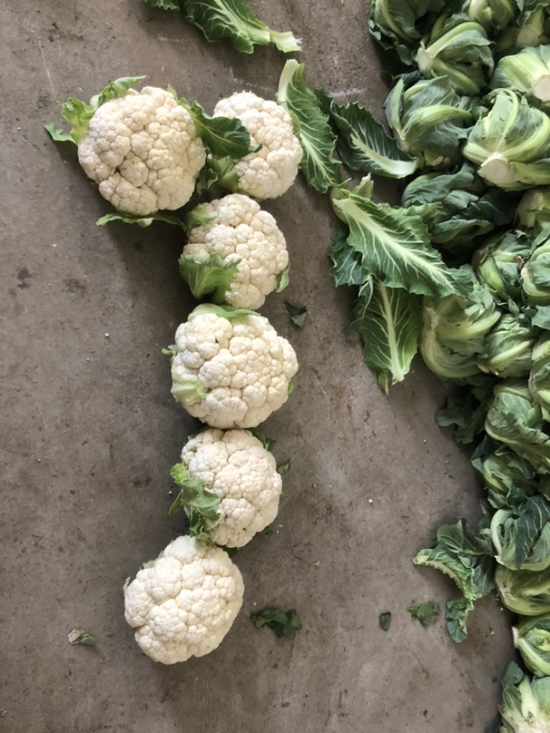 203实花菜花，打包装，1斤起步3斤