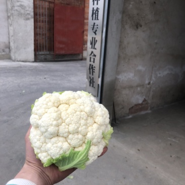 203实花菜花，打包装，1斤起步3斤