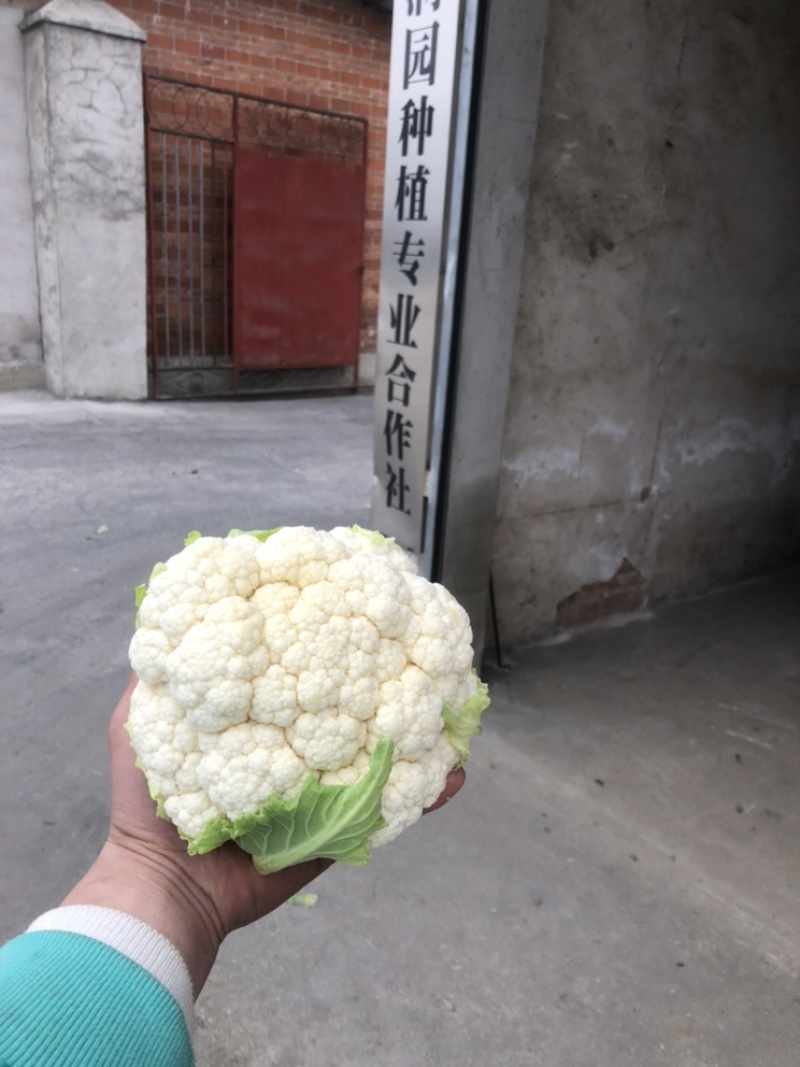 203实花菜花，打包装，1斤起步3斤