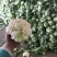 203实花菜花，打包装，1斤起步3斤