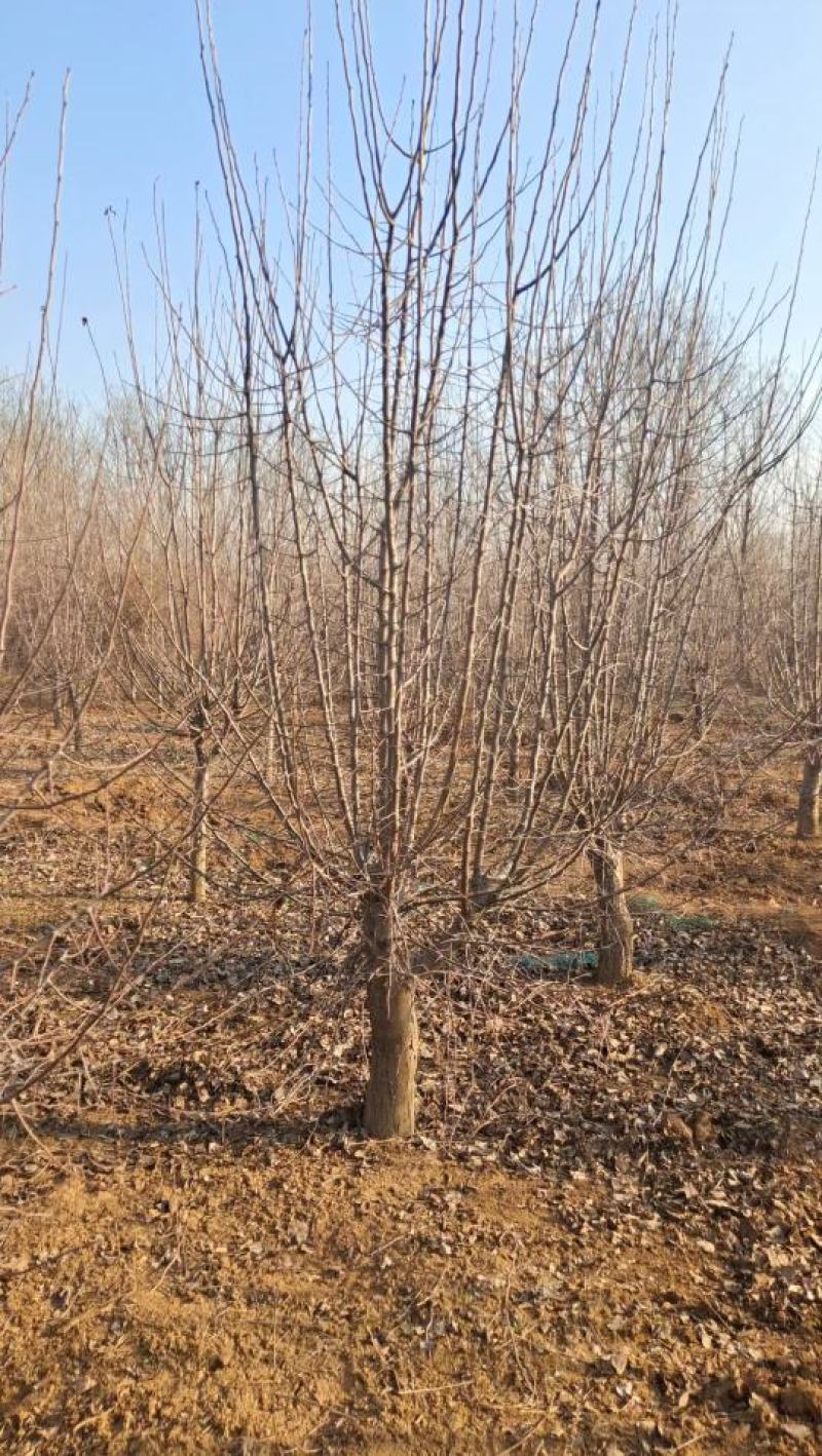 山东菏泽郓城现货出售8到10公分八棱海棠