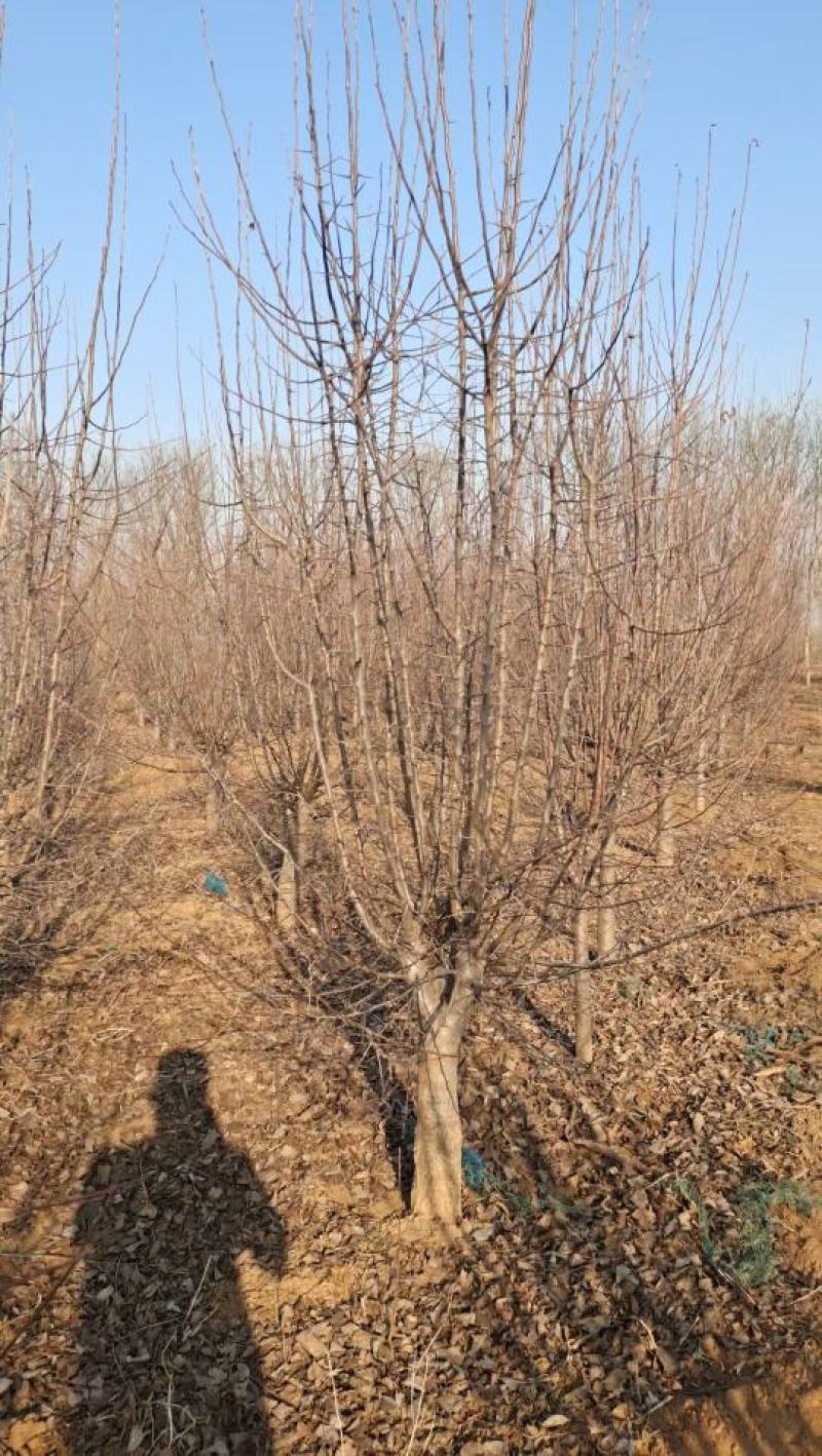 山东菏泽郓城现货出售8到10公分八棱海棠