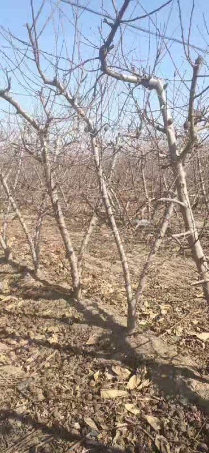 大量供应占地桃树，主杆型，V型，开心型，大量有货