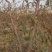 大量供应占地桃树，主杆型，V型，开心型，大量有货