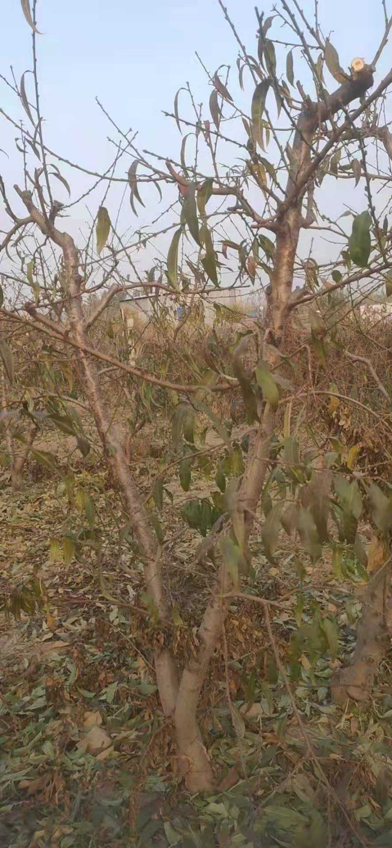 大量供应占地桃树，主杆型，V型，开心型，大量有货