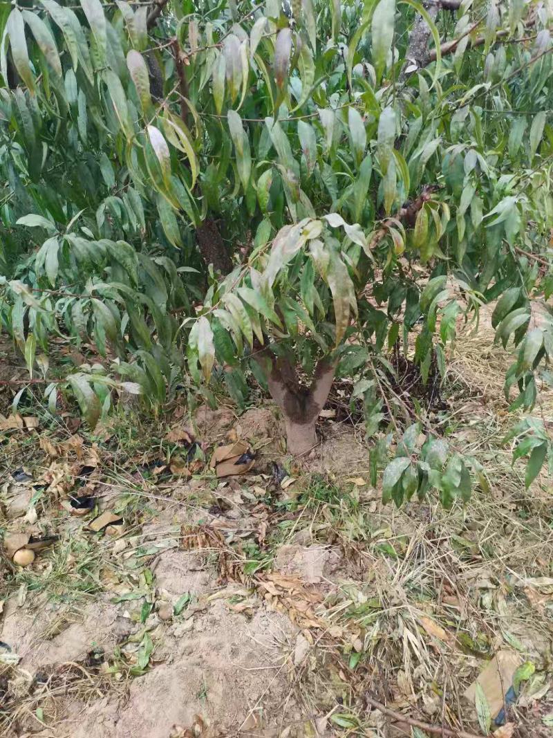 大量供应占地桃树，主杆型，V型，开心型，大量有货