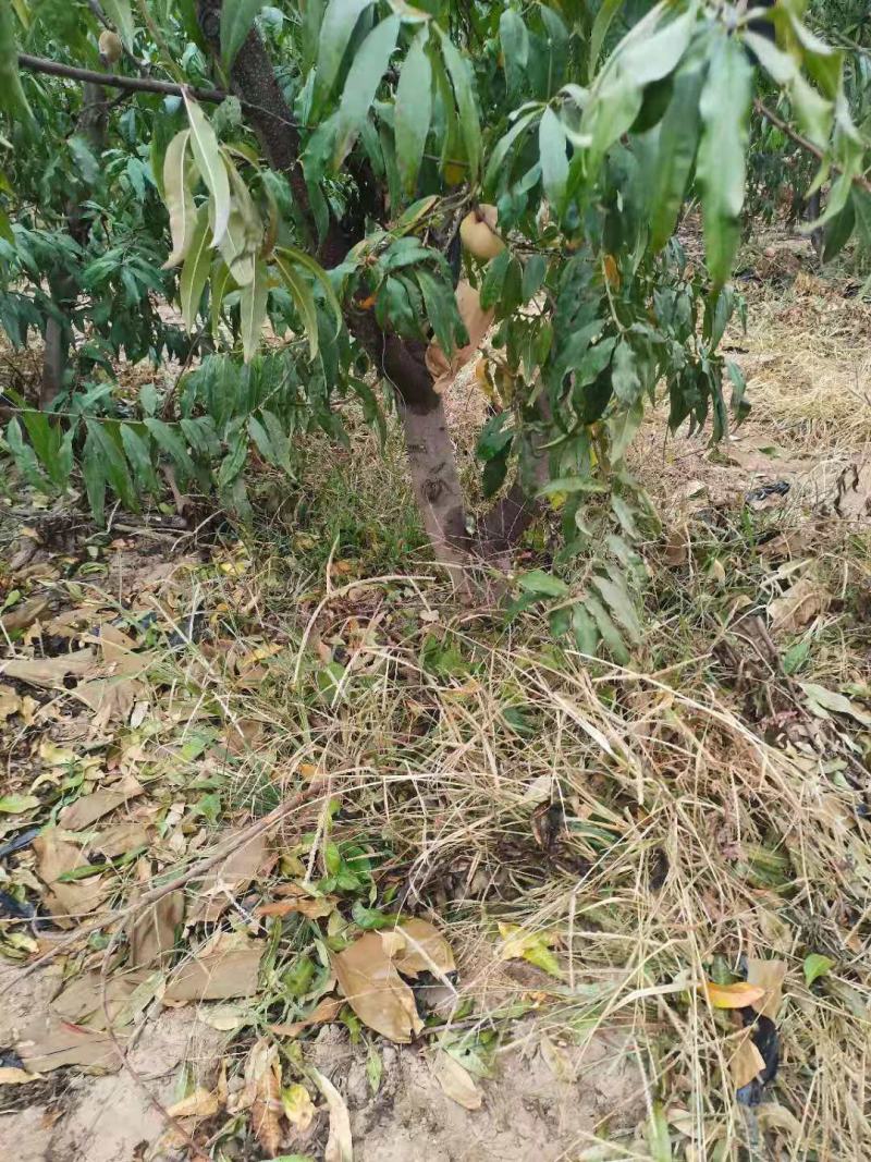 大量供应占地桃树，主杆型，V型，开心型，大量有货