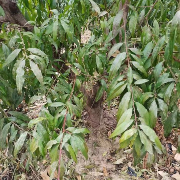 大量供应占地桃树，主杆型，V型，开心型，大量有货