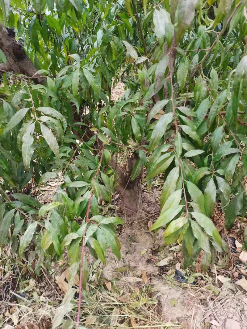 大量供应占地桃树，主杆型，V型，开心型，大量有货