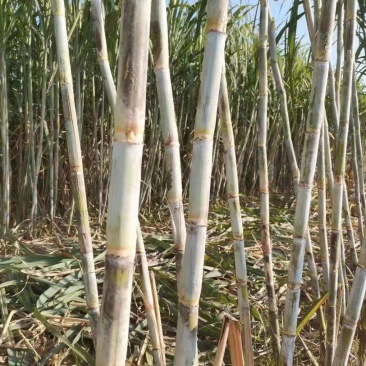 北方甘蔗种子（脆蜜蔗一号）包种植成技术，口感：酥、脆、甜