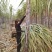 北方甘蔗种子（脆蜜蔗一号）包种植成技术，口感：酥、脆、甜