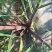 北方甘蔗种子（脆蜜蔗一号）包种植成技术，口感：酥、脆、甜