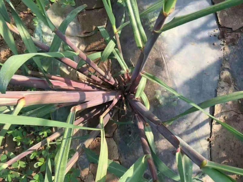 北方甘蔗种子（脆蜜蔗一号）包种植成技术，口感：酥、脆、甜