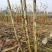 北方甘蔗种子（脆蜜蔗一号）包种植成技术，口感：酥、脆、甜