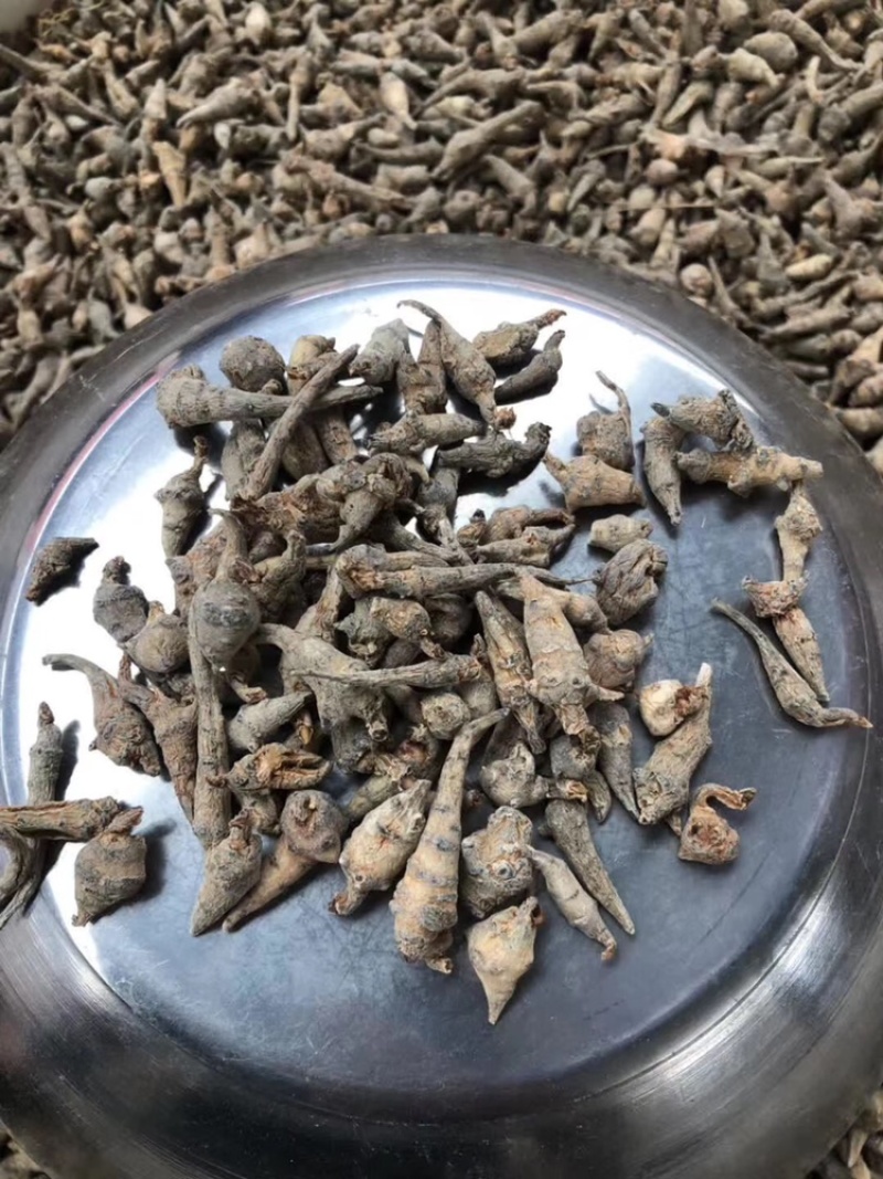 云南文山三七小三七籽条足干小三七生洗干洗都有货