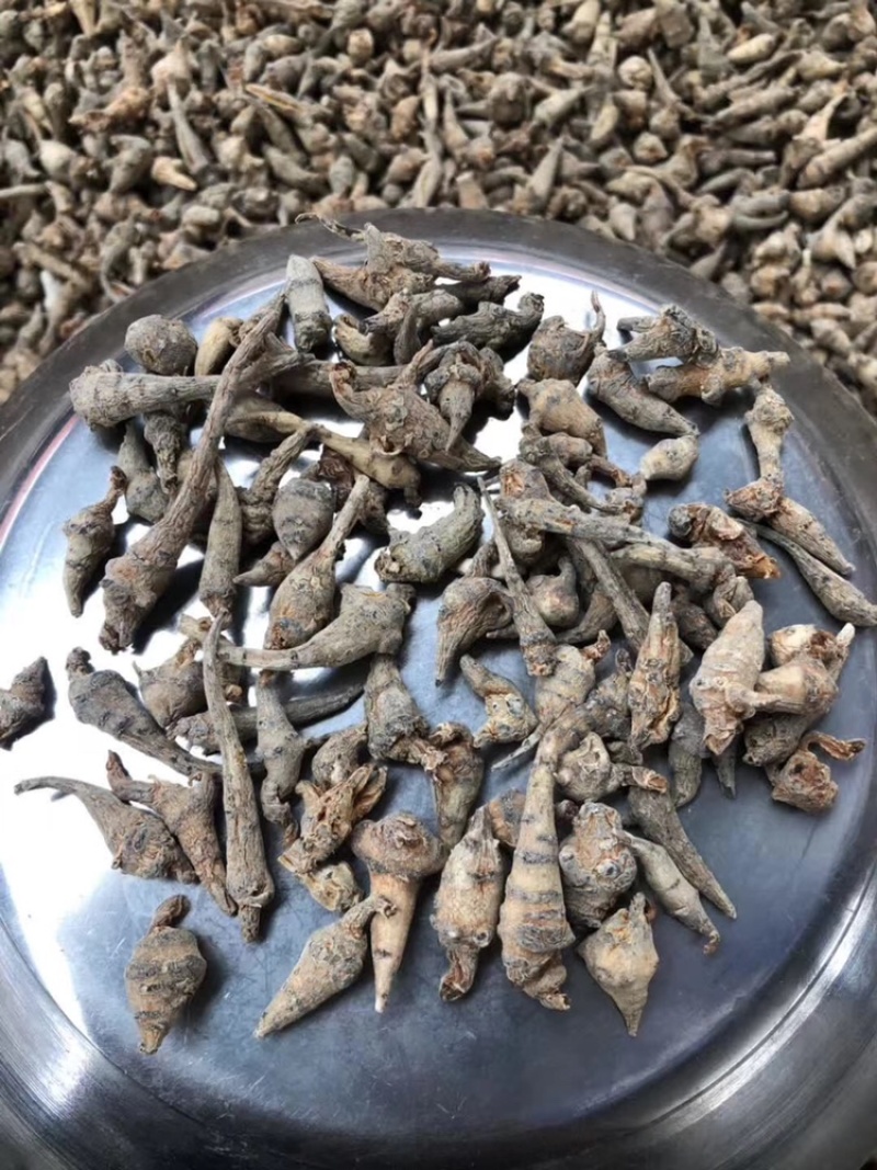 云南文山三七小三七籽条足干小三七生洗干洗都有货
