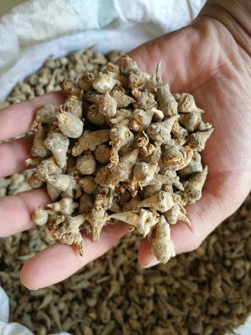 云南文山三七小三七籽条足干小三七生洗干洗都有货