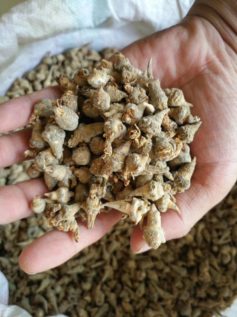 云南文山三七小三七籽条足干小三七生洗干洗都有货