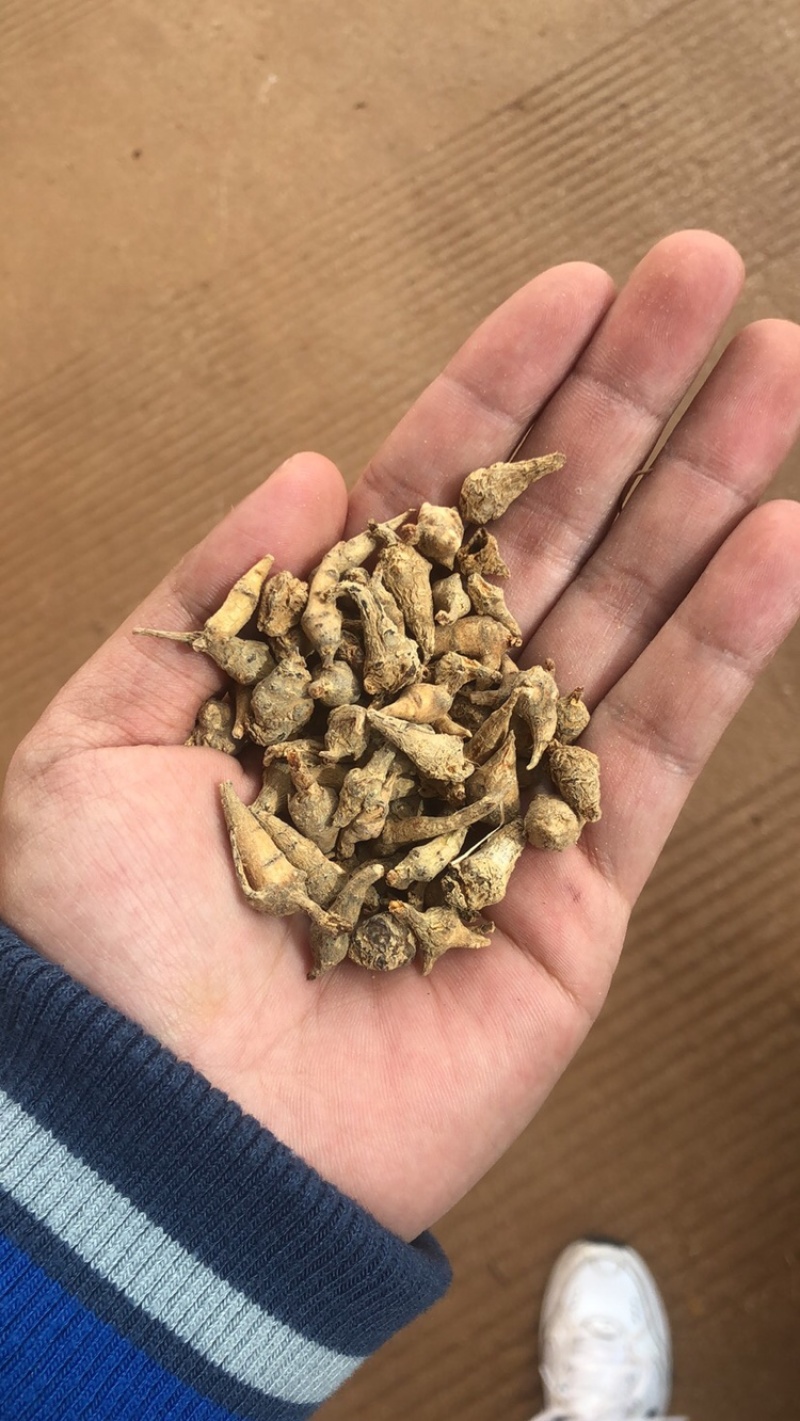 云南文山三七小三七籽条足干小三七生洗干洗都有货