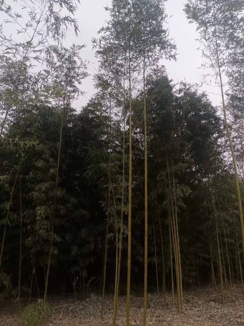 金镶玉竹自家种植，无中介，成活率高，规格齐全，质量保证。