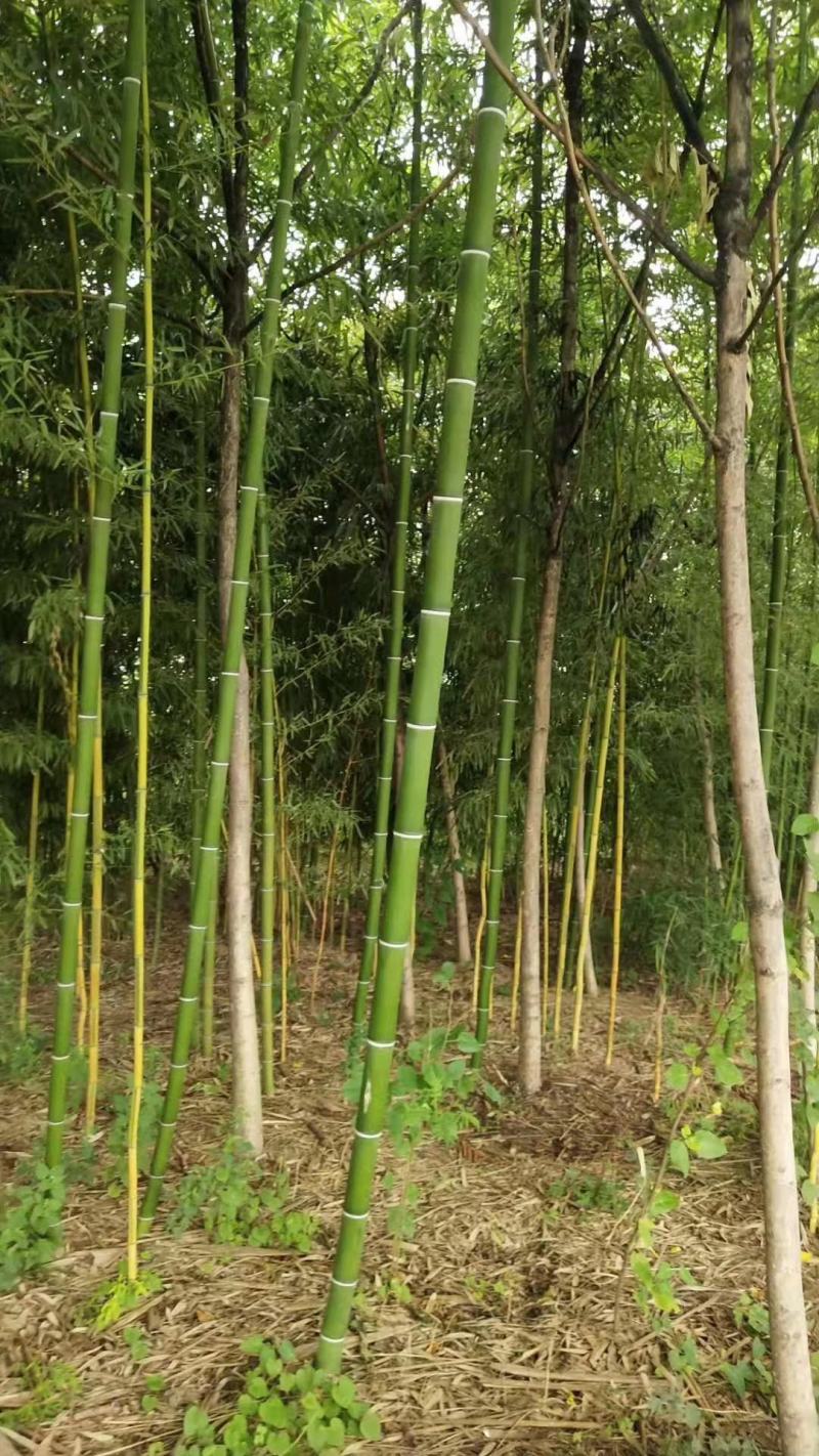 金镶玉竹自家种植，无中介，成活率高，规格齐全，质量保证。
