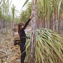 北方甘蔗种子火热订购中，个头高又粗（包种植技术）