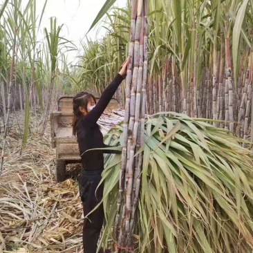 北方甘蔗种子火热订购中，个头高又粗（包种植技术）