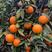 广西红江橙果，白橙果，11月份大量上市，甜度好，