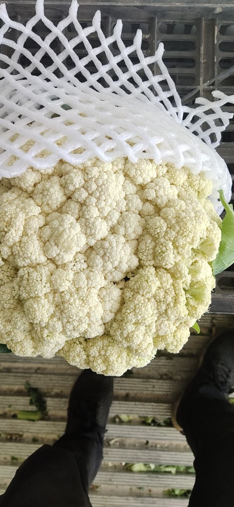 兰州高原有机花菜