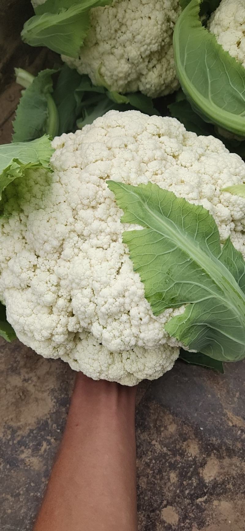 兰州高原有机花菜