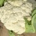 兰州高原有机花菜