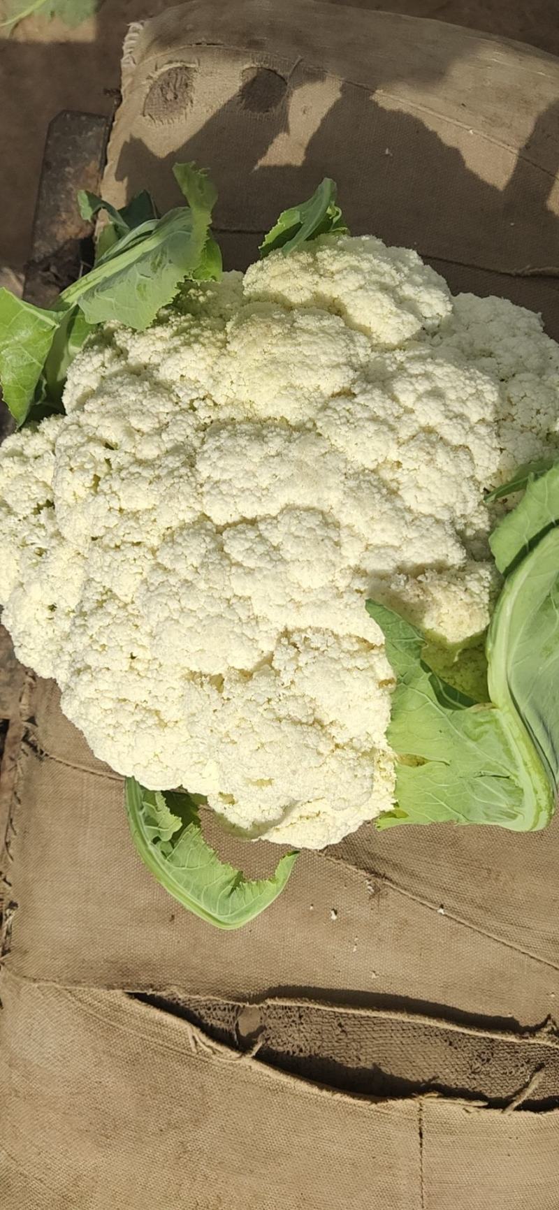 兰州高原有机花菜