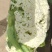 兰州高原有机花菜