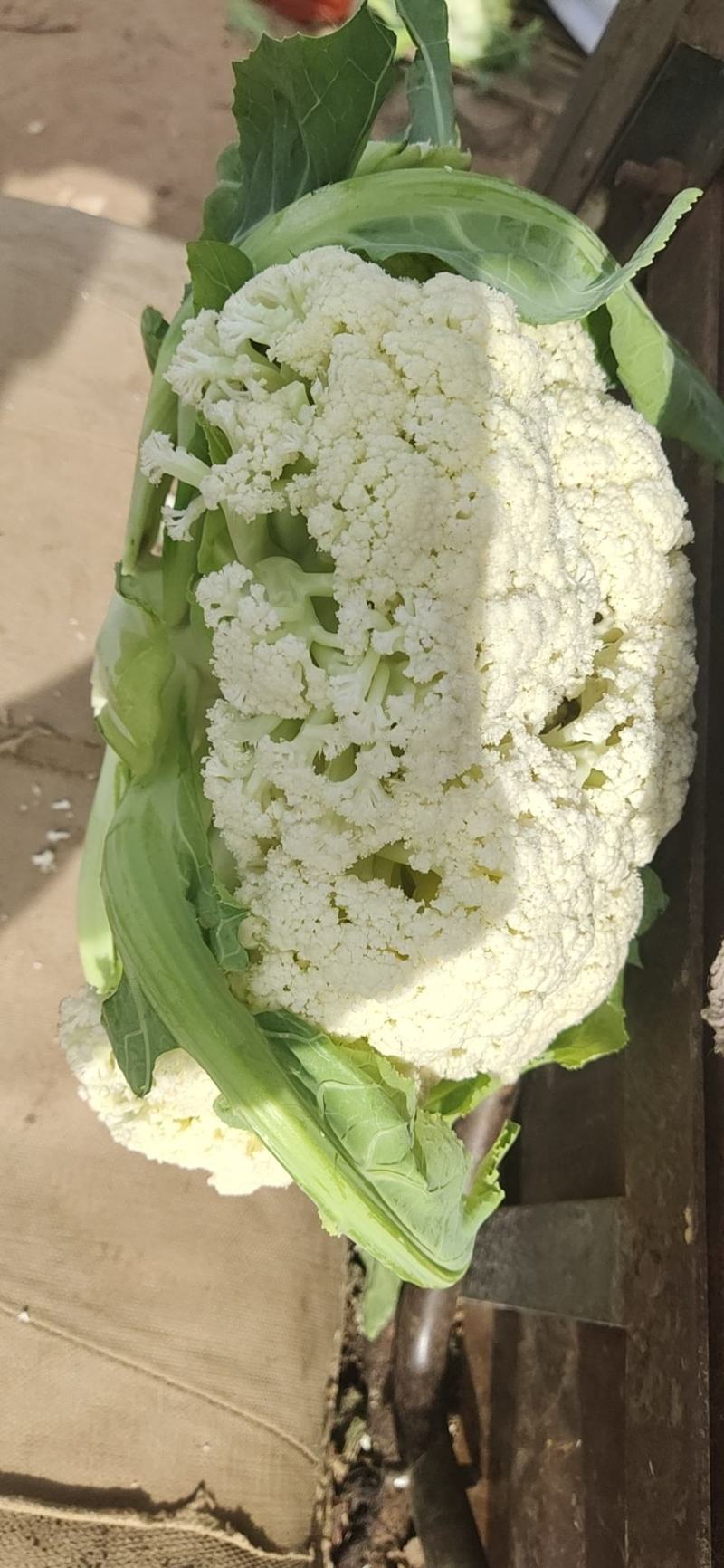 兰州高原有机花菜