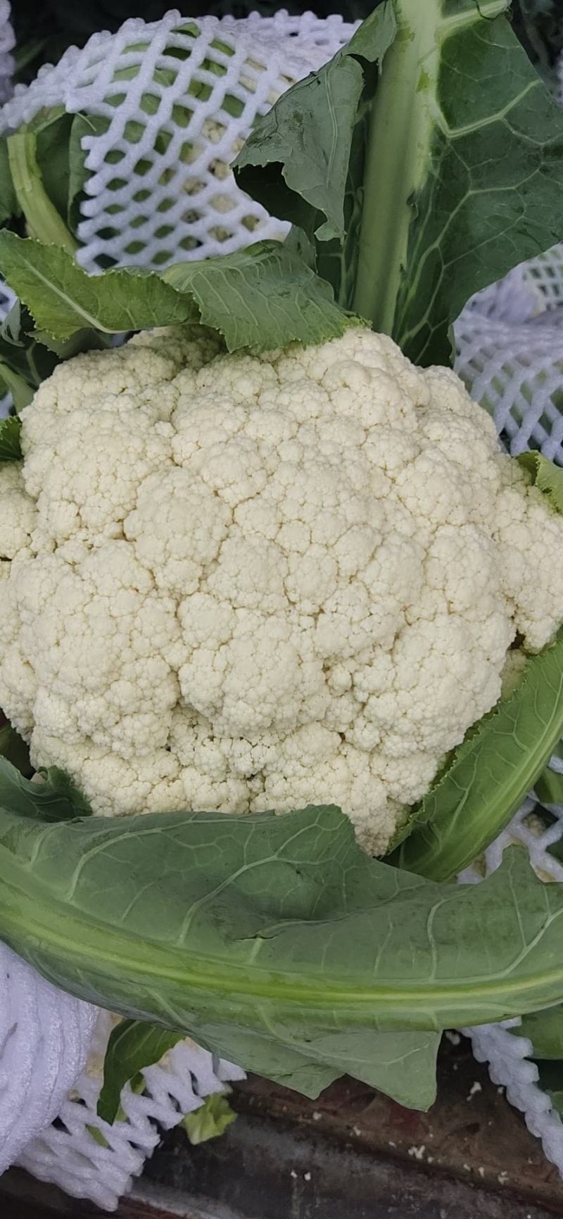 兰州高原有机花菜
