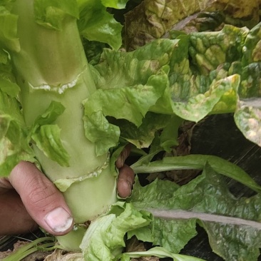 兰州高原夏菜红叶香莴苣