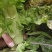 兰州高原夏菜红叶香莴苣