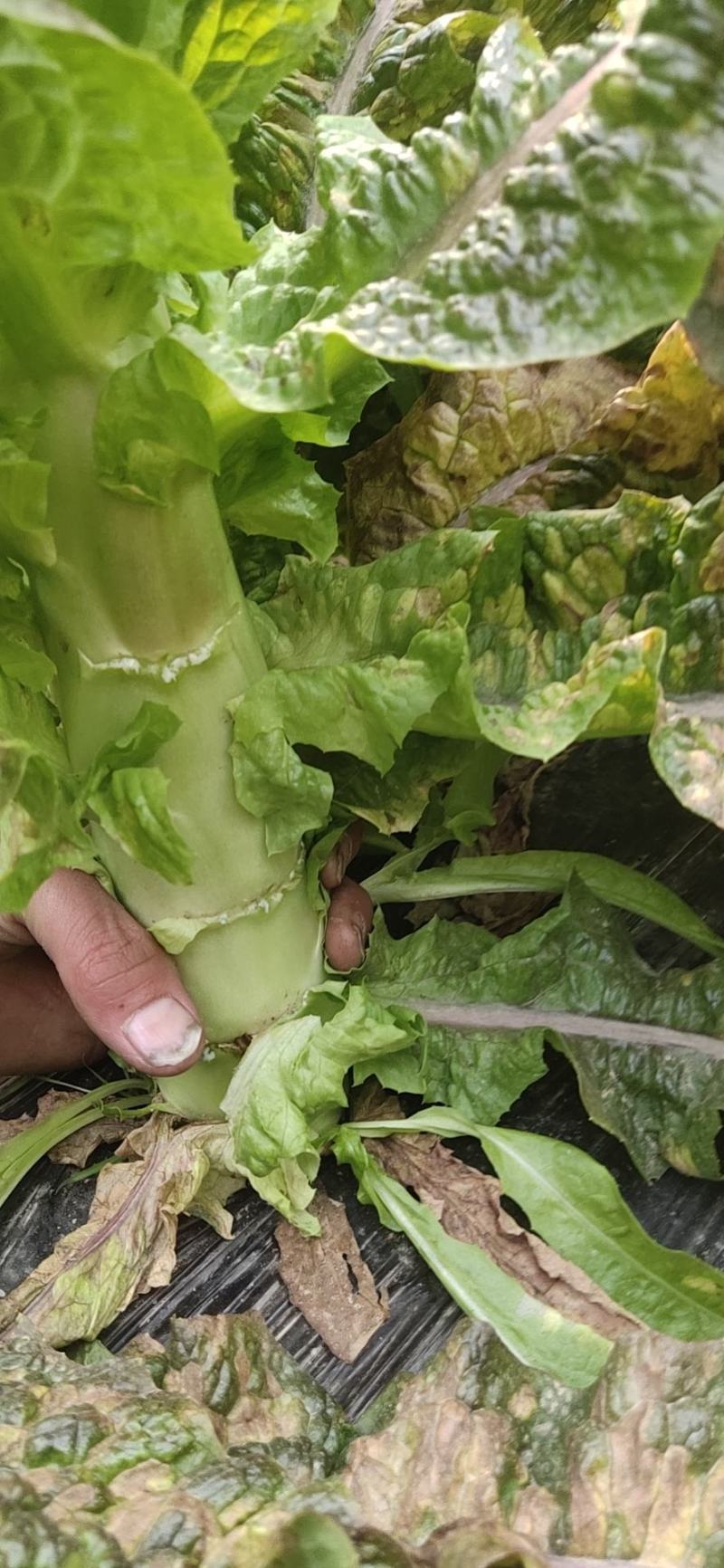 兰州高原夏菜红叶香莴苣